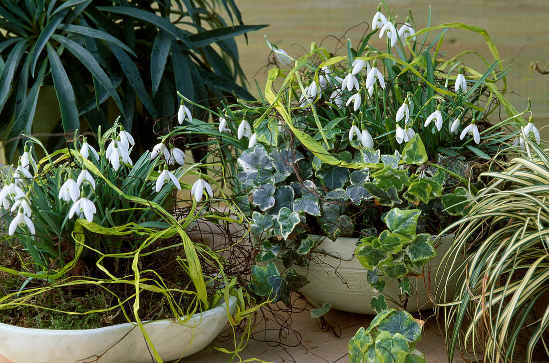 Galanthus nivalis (Schneeglöckchen)