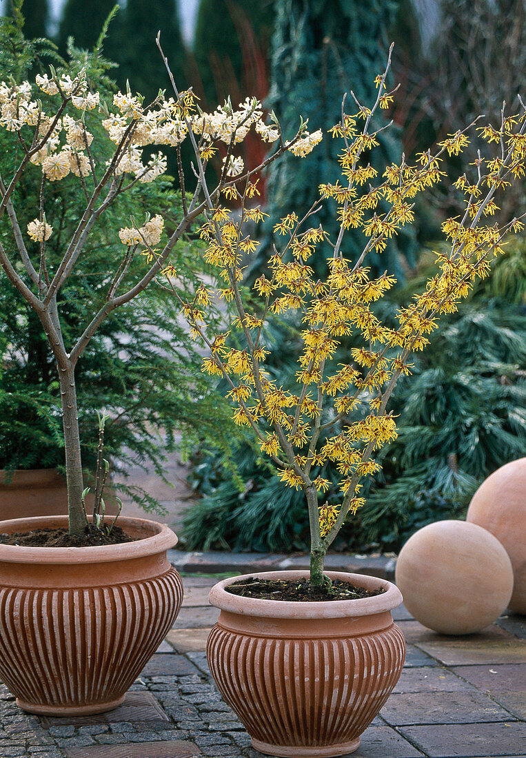 Hamamelis 'Arnold Promise',