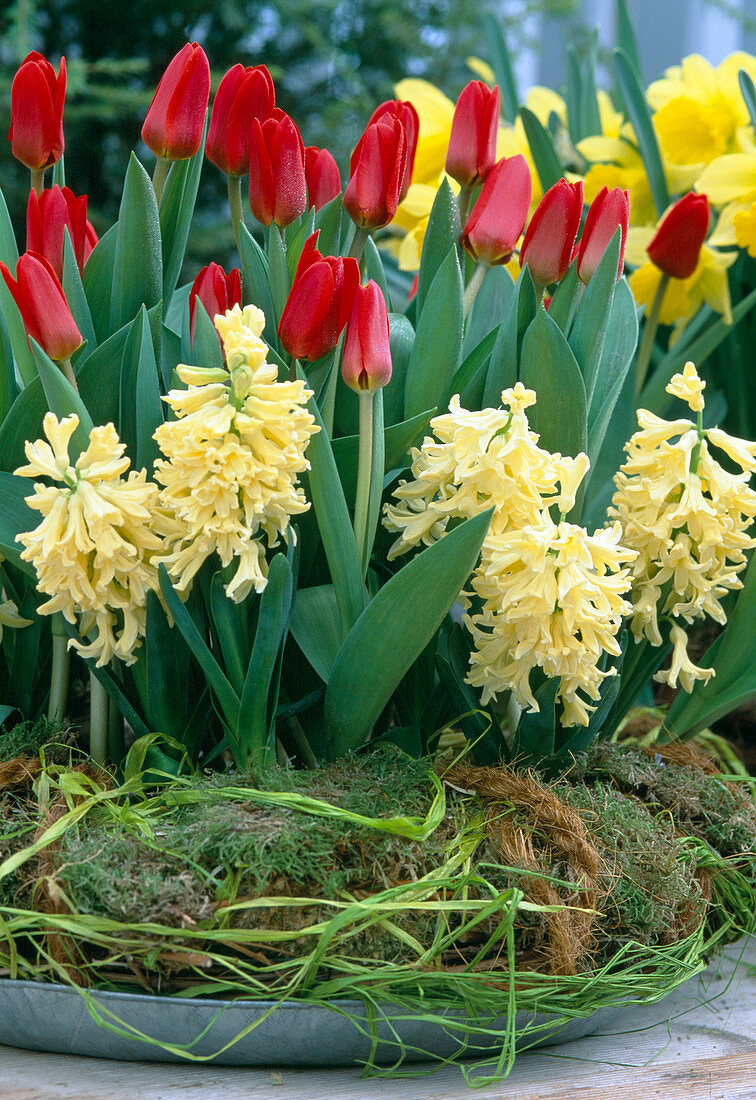 Tulipa 'Showwinner' - Red early tulip