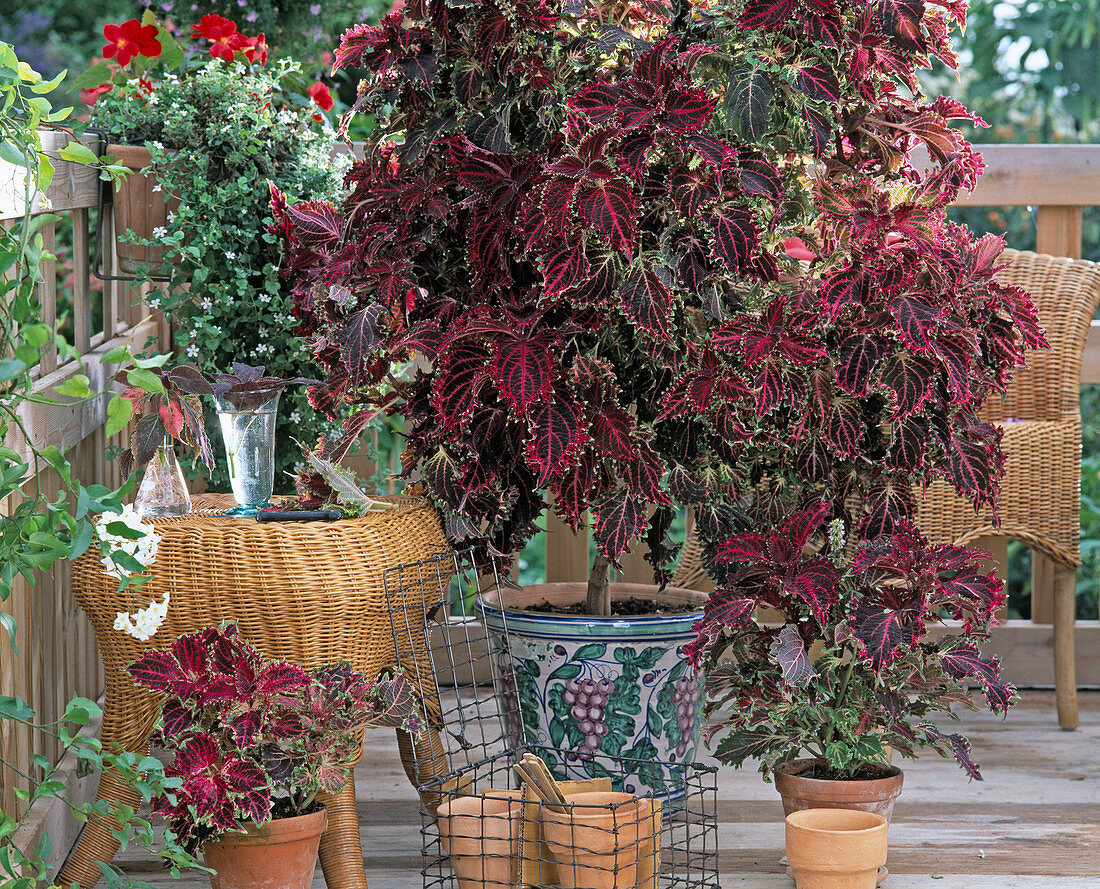 Propagation of Coleus blumei cuttings