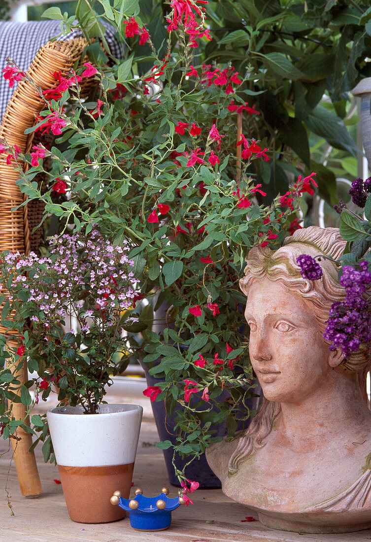 Scented balcony with: Salvia microphylla