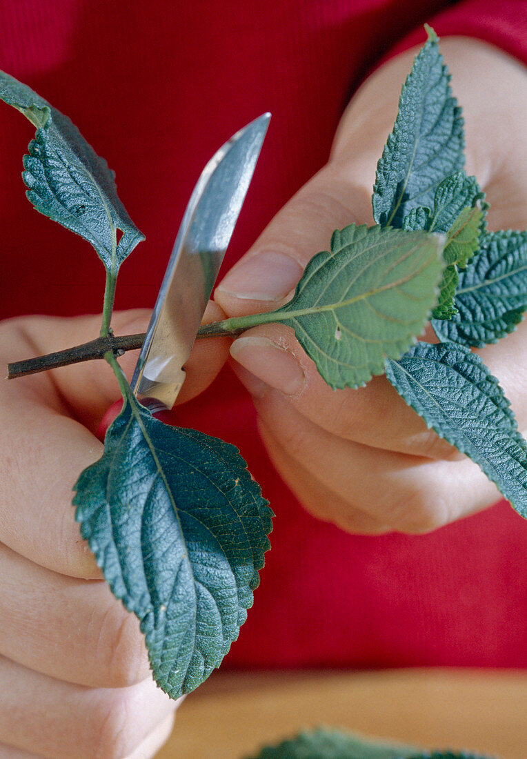 Lantana cutting propagation