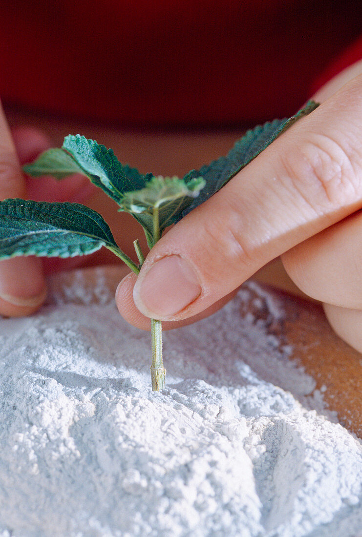 Lantana cuttings propagation