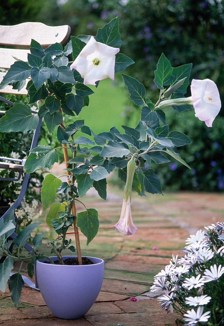 Datura meteloides