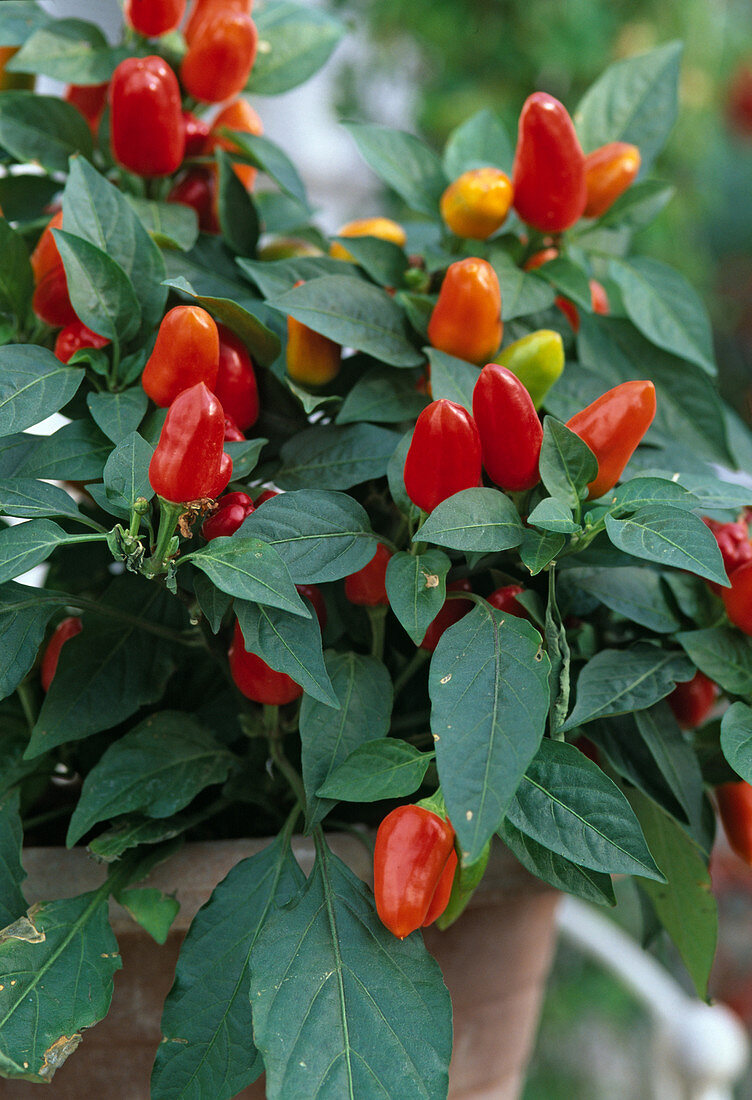 Capsicum annuum (mini peppers)