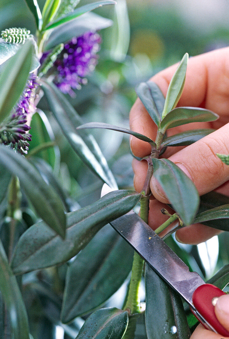 Propagating cuttings of Hebe (Veronica)