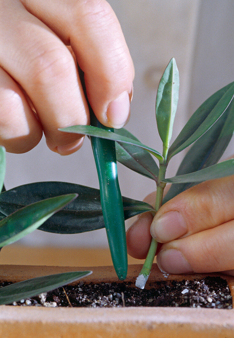 Propagation of cuttings of Hebe (Veronica)