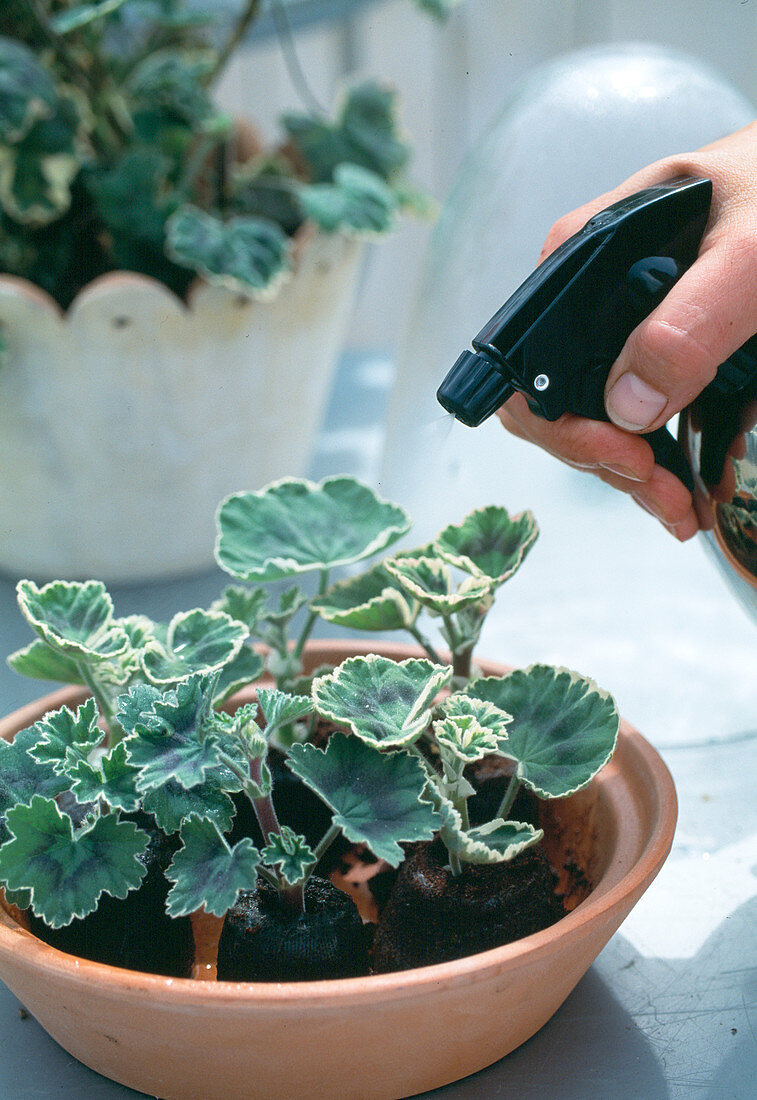 Leaf geranium cuttings propagation