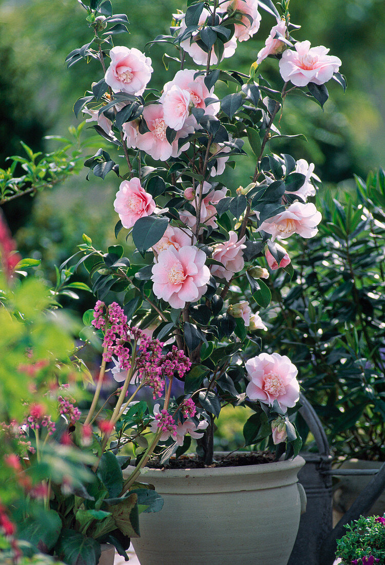Camellia japonica 'Wilson'
