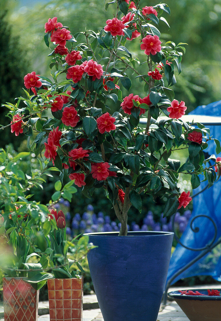 Camellia japonica 'Flame'