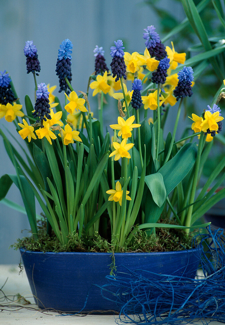 Narcissus 'Tête à Tête', Muscari latifolium (grape hyacinth)