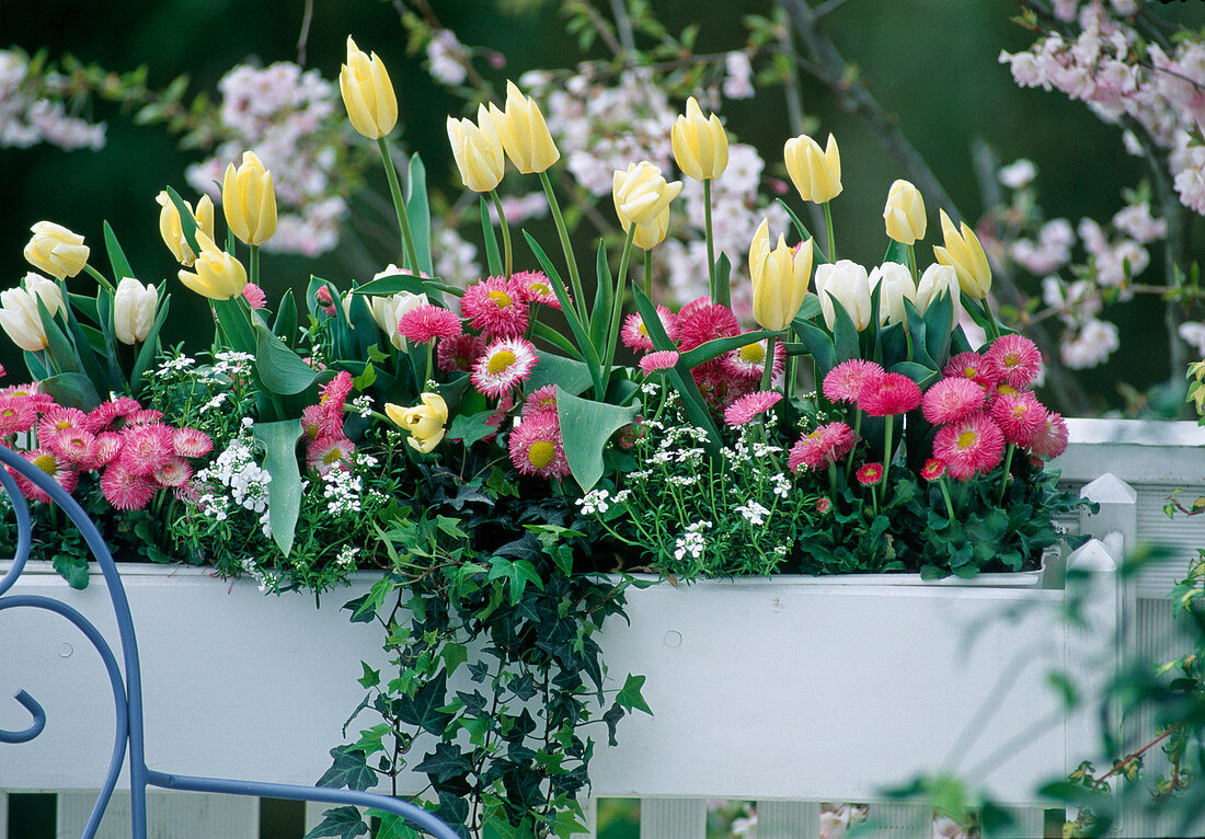 Tulipa 'Artic', 'White Triumphator', Bellis perennis