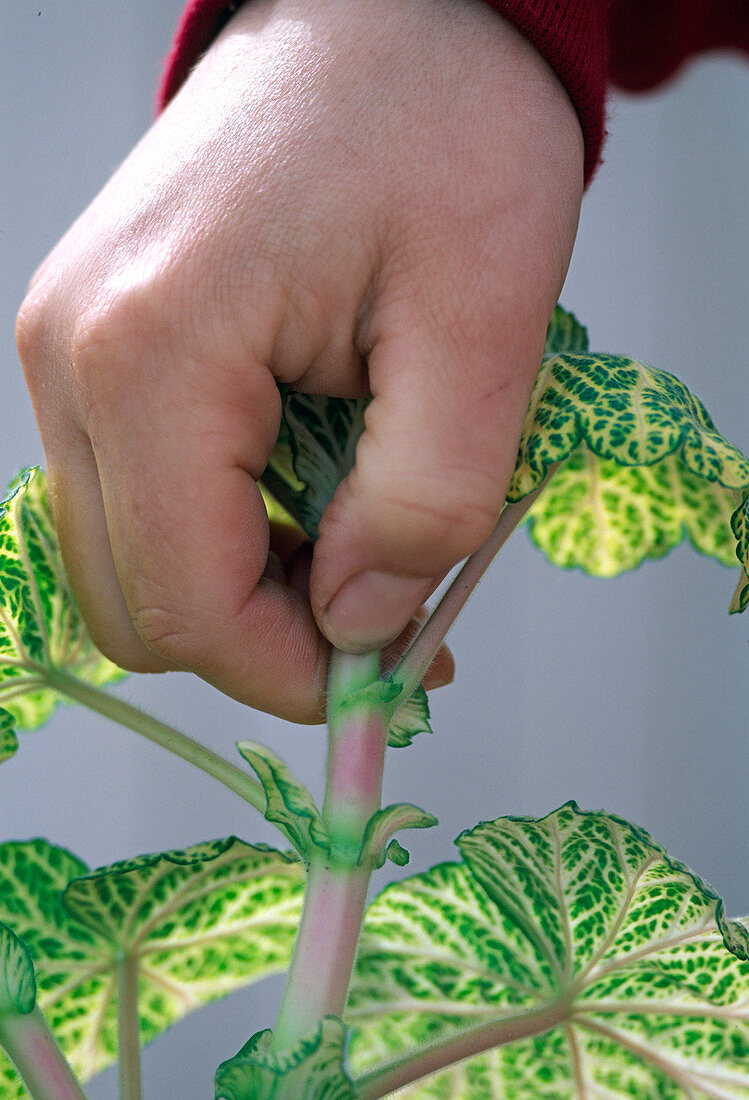 Pinching of the top shoot