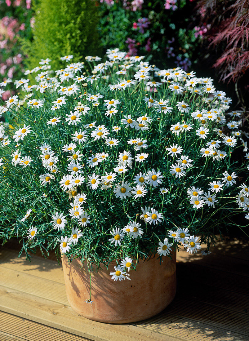 Argyranthemum frutescens (Chrysanthemum)