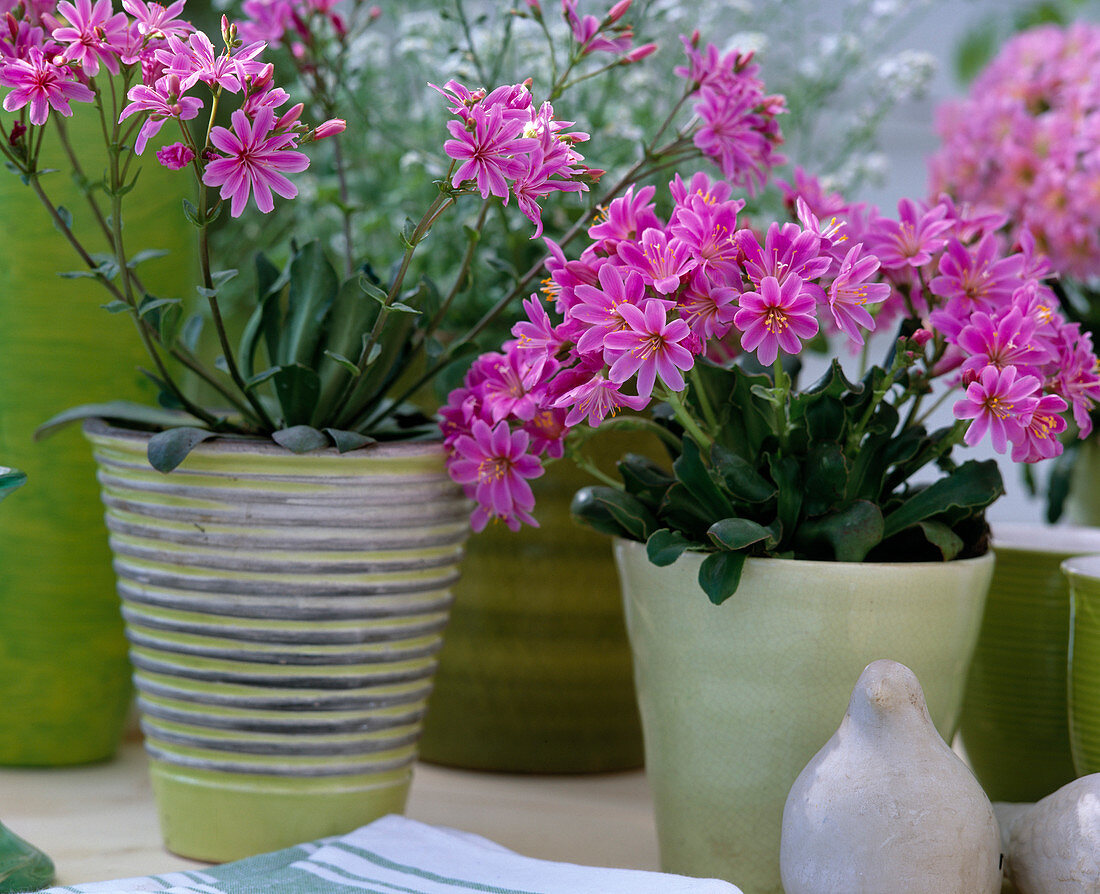 Lewisia cotyledon (Lewisie)