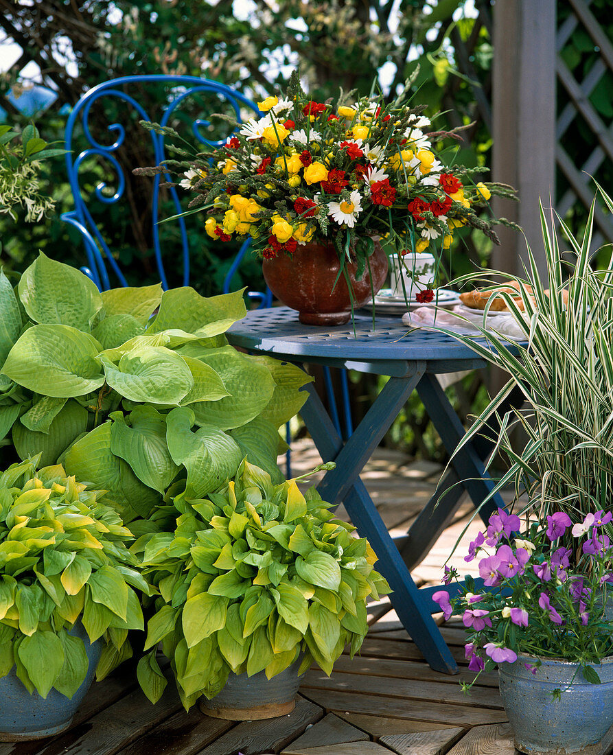 Hosta fortunei (Funkien)