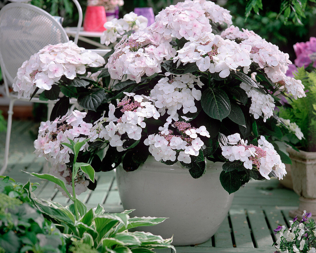 Hydrangea macrophylla 'Schneeball'