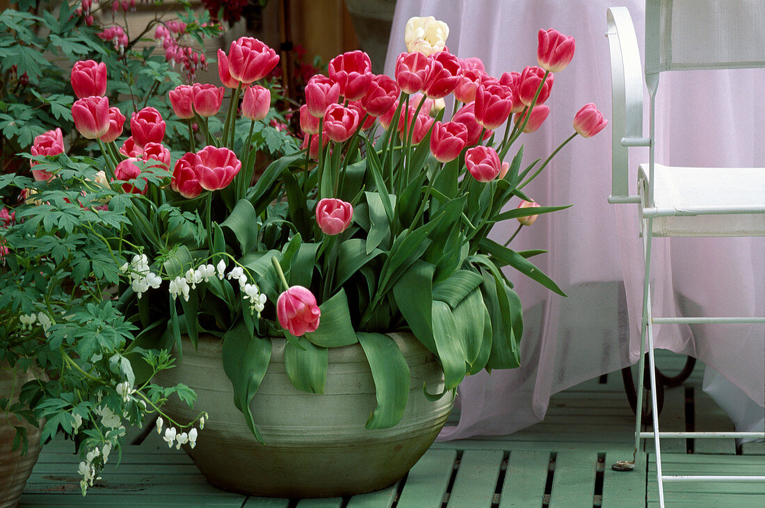 Tulipa hybr., 'Rossario' tulip