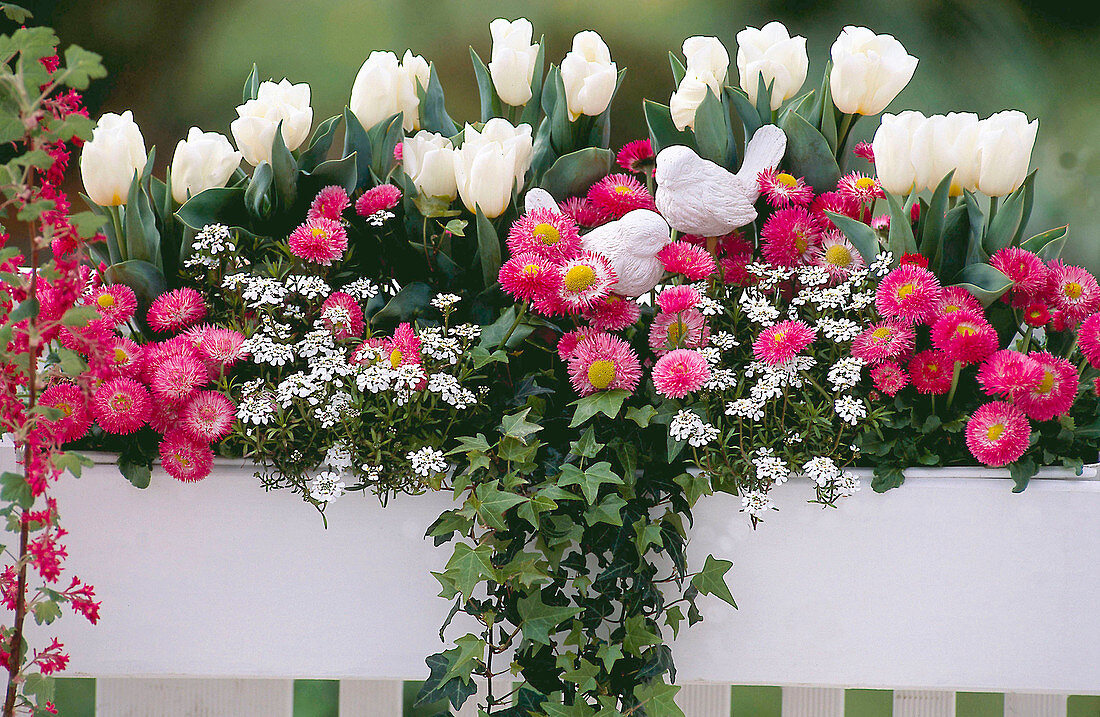 Tulipa 'Arctic', Bellis perennis