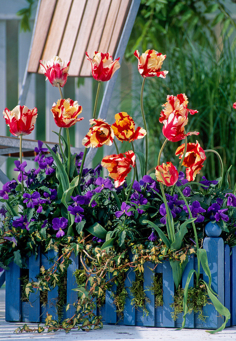 Tulips, Viola cornuta (horned violet)