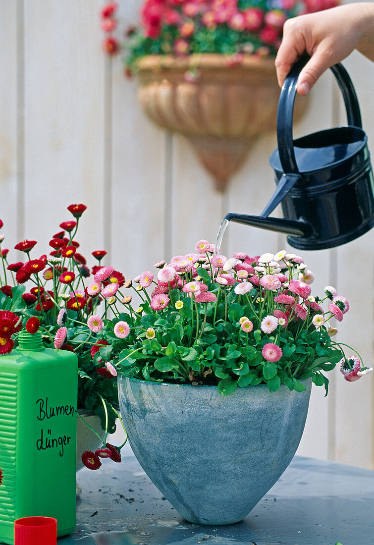 Bellis (daisy) fertilise regularly)