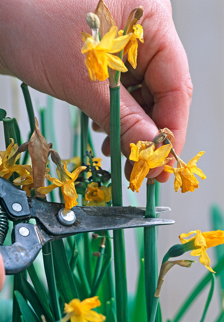 Narcissus nach der Blüte abschneiden