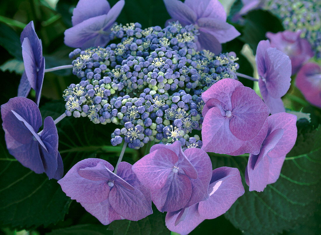 Hydrangea macrophylla 'Blaumeise'