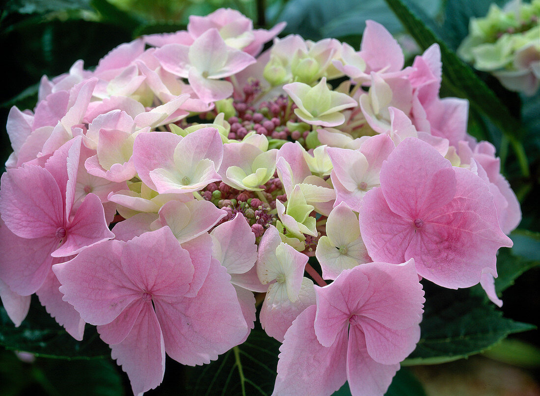 Hydrangea macrophylla 'Messalina'