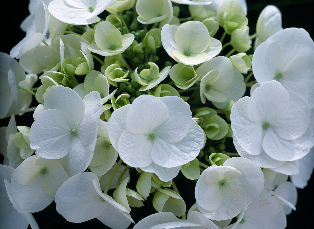 Hydrangea macrophylla 'Dragonfly'