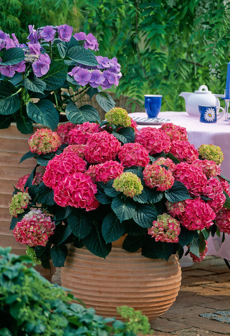 Hydrangea macrophylla 'Beautiful female devotee'