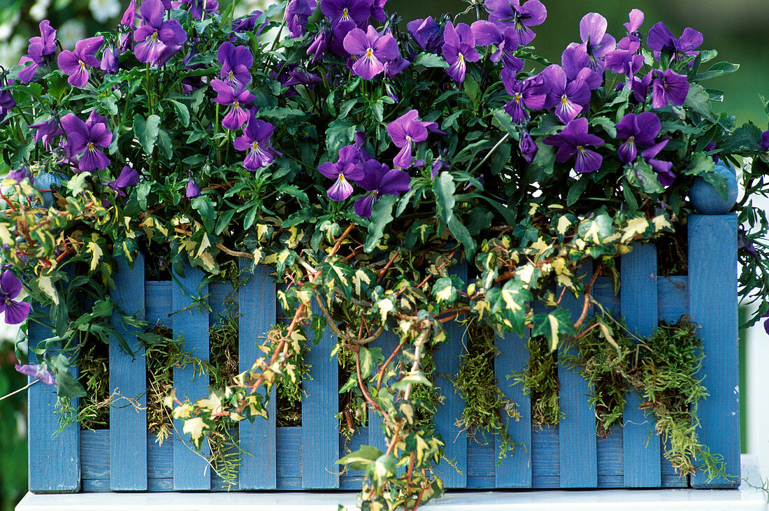 Viola cornuta (Horned violet)