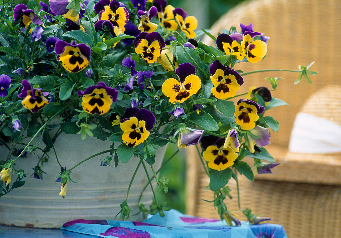 Viola cornuta 'Supreme Yellow w.', 'Violet Wing'