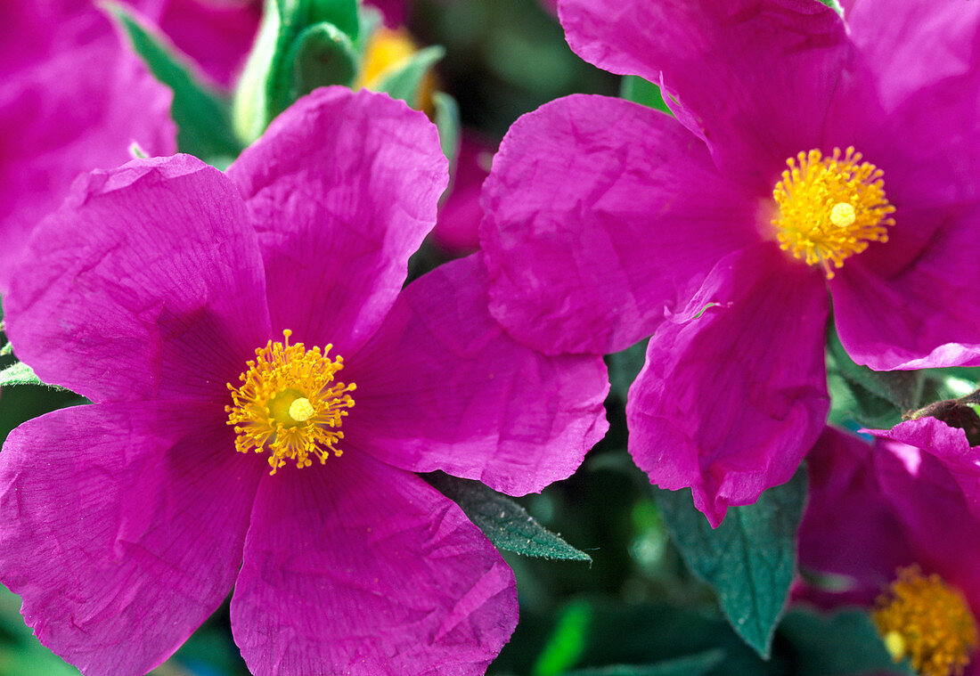 Cistus corbariensis