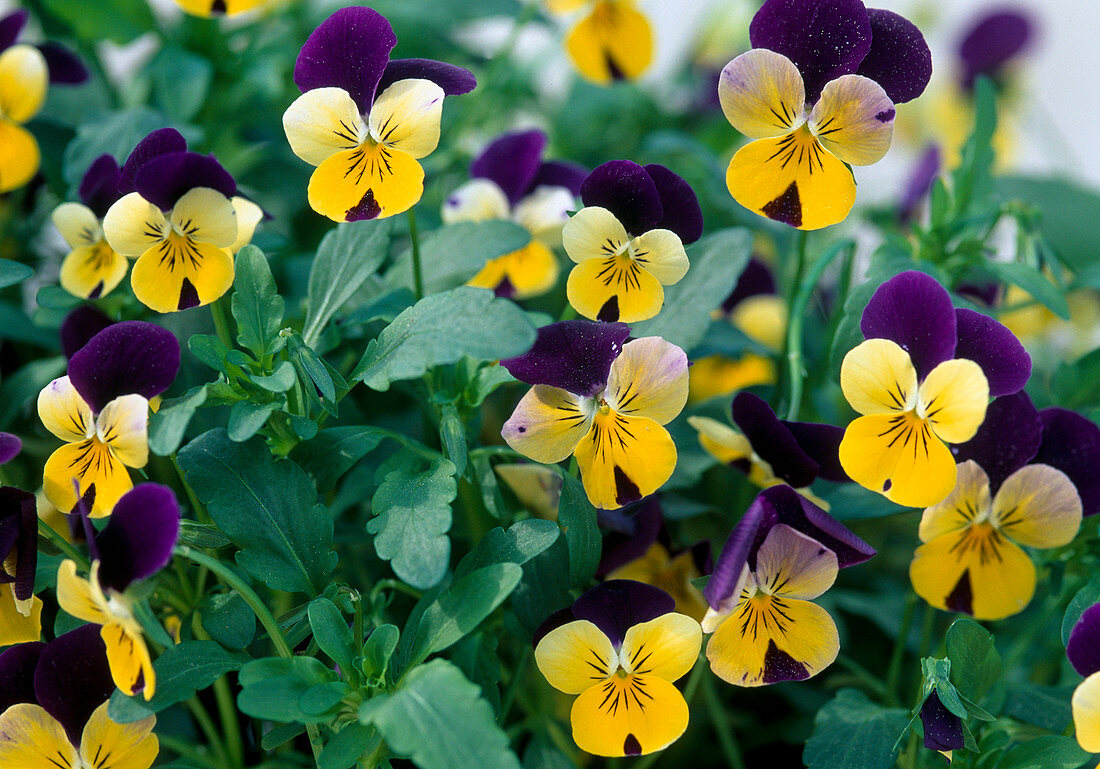 Viola 'Penny Yellow Jump Up'