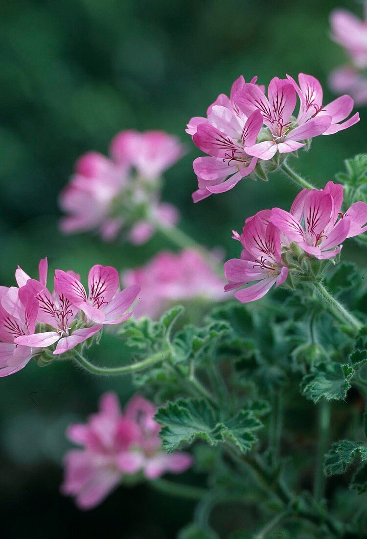 Pelargonium 'Pink Champagne'