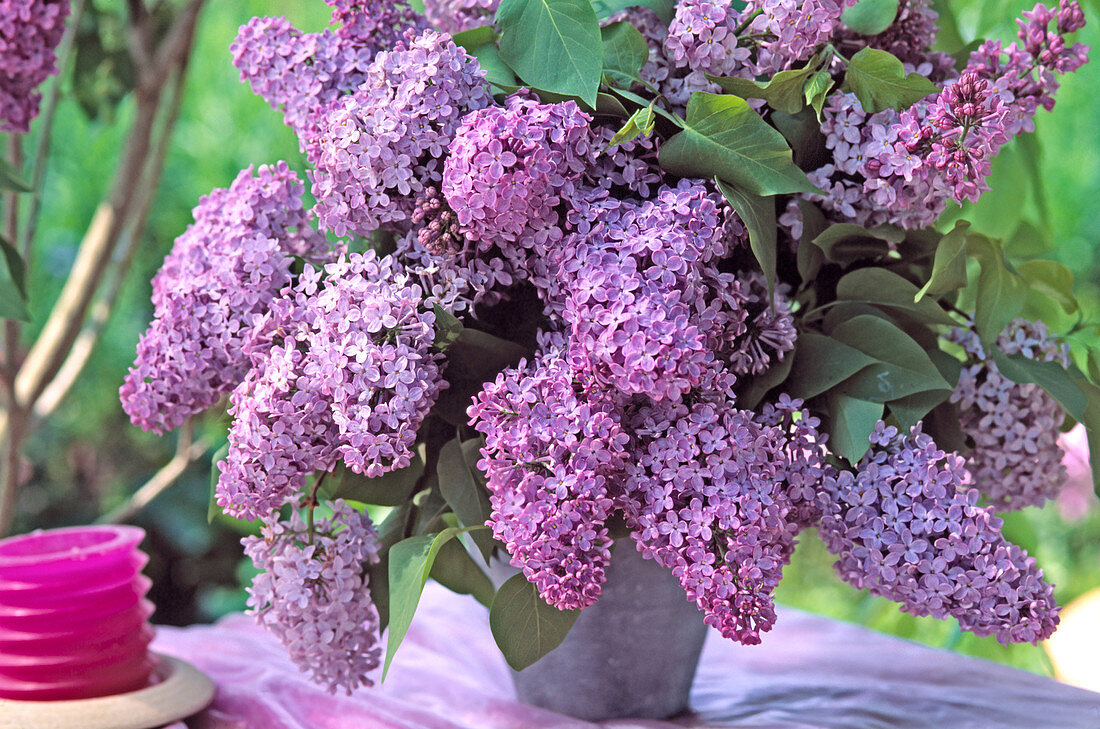 Syringa vulgaris 'Blue Hyacinth'