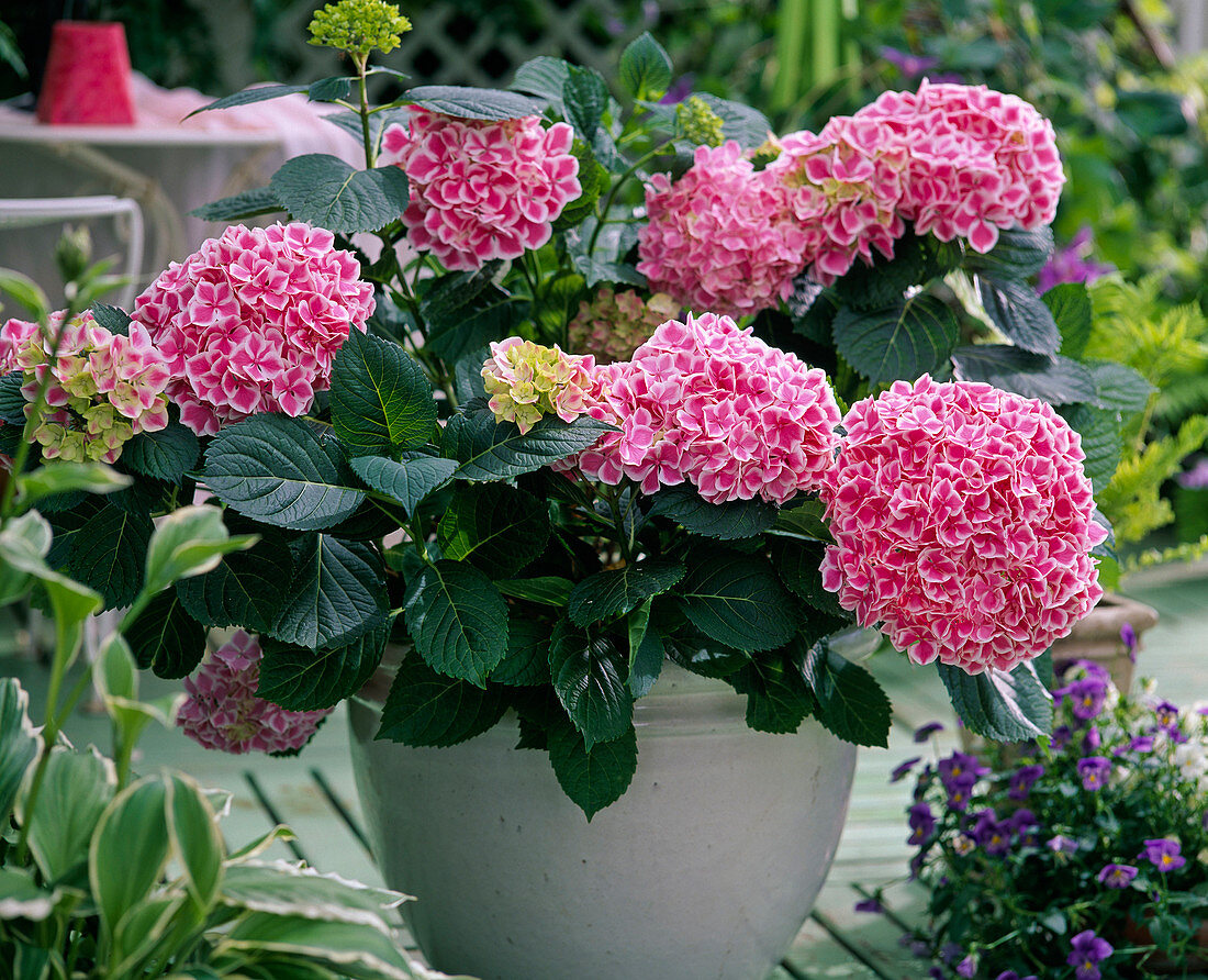 Hydrangea macrophylla 'Lady Taiko Pink'