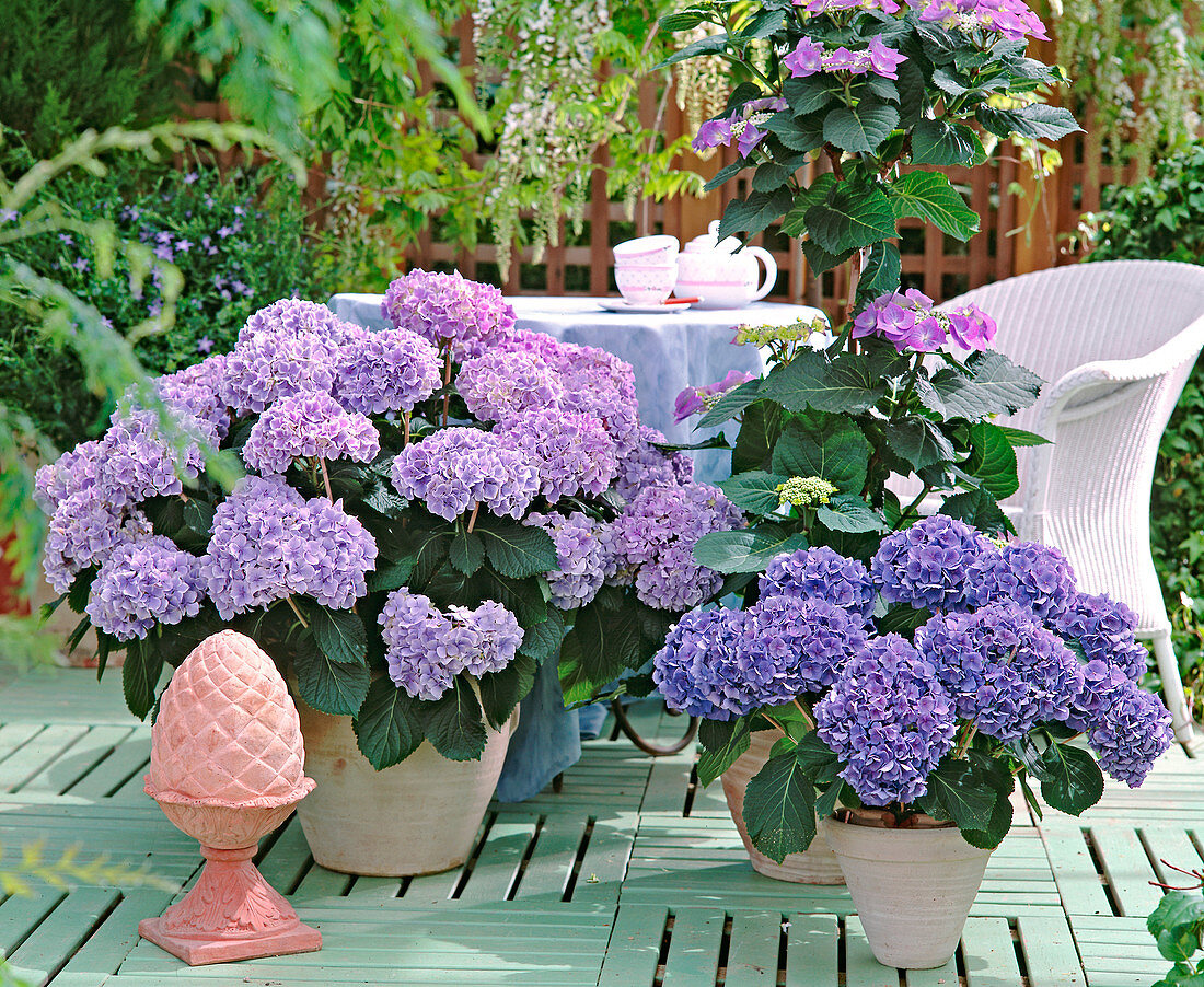 Hydrangea macrophylla 'Lady Katsuko', 'Adriatic'