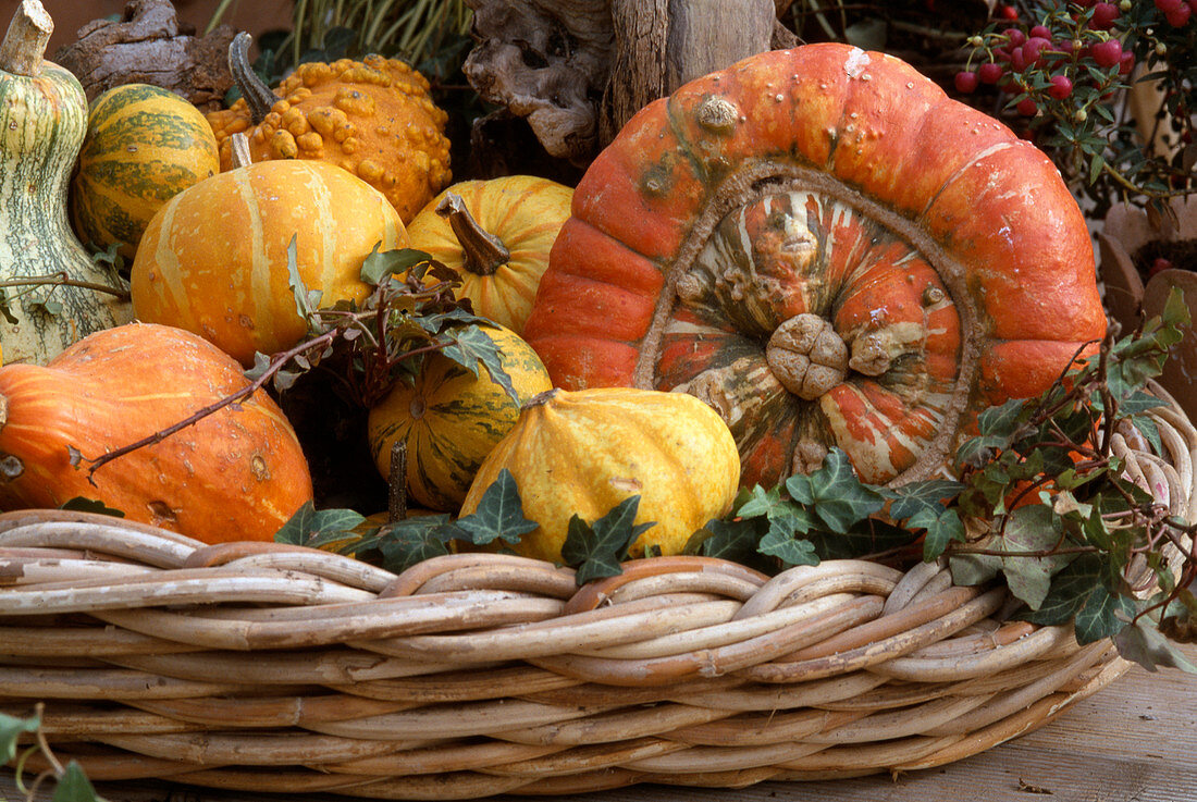 Ornamental and edible pumpkins
