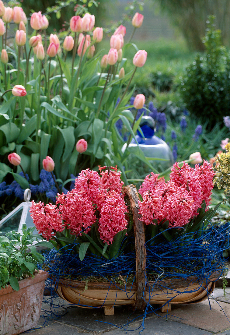 Tulipa 'Gander's Rhapsody', Hyacinthus orientalis