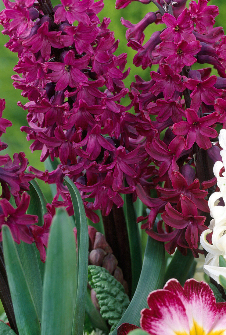 Hyacinthus orientalis 'Purple Sensation'