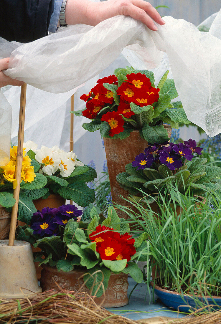 Primula acaulis protected from night frost with fleece