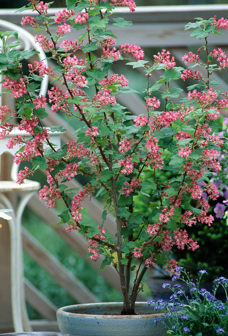 Ribes sanguineum 'King Edward'