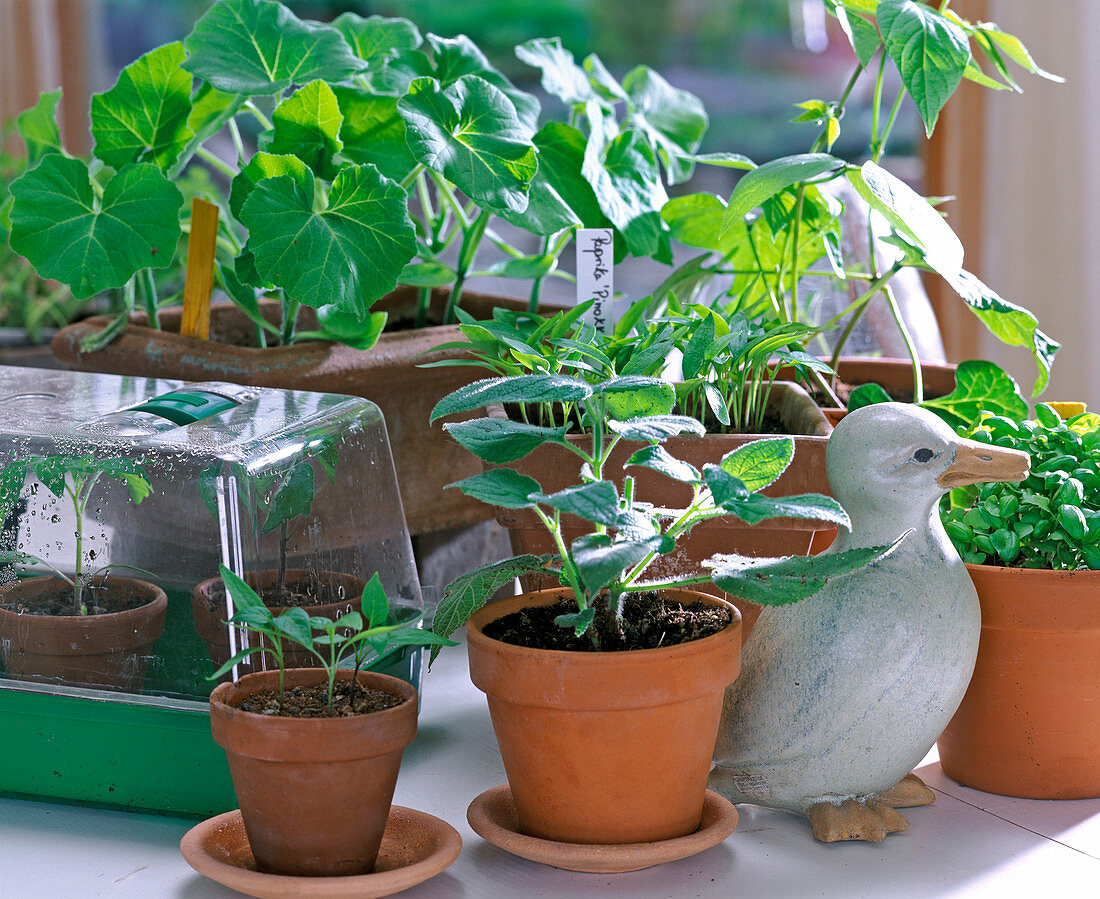 Vegetable seedlings