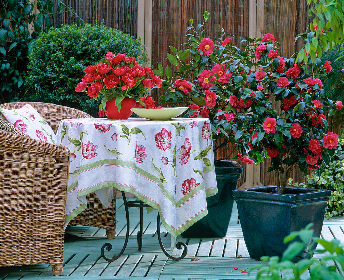 Terrasse mit Camellia japonica 'General Coletti'