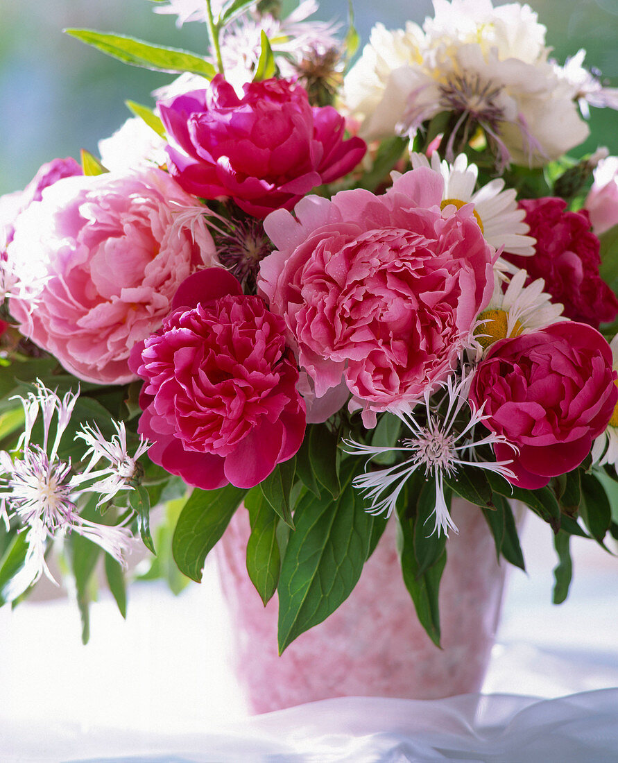 Paeonia officinalis (peony), centaurea (cornflower)