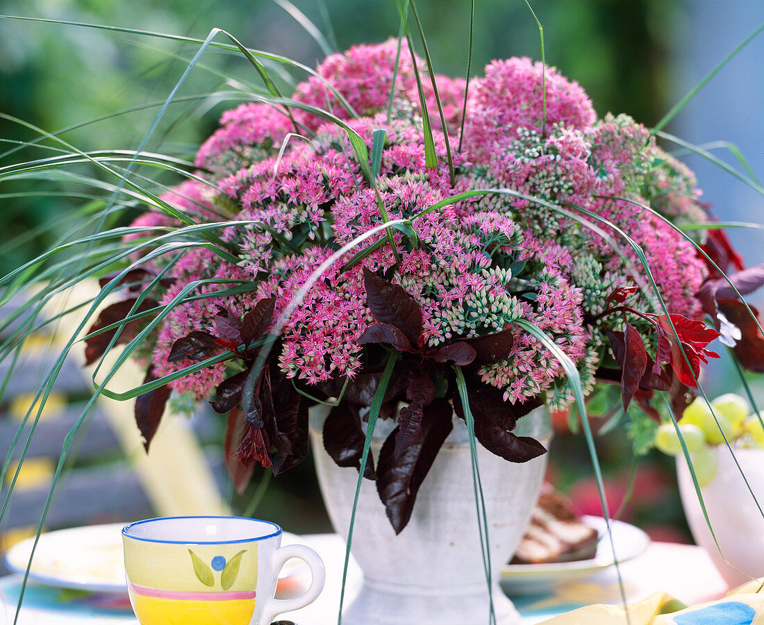 Sedum spectabile (Fetthenne)