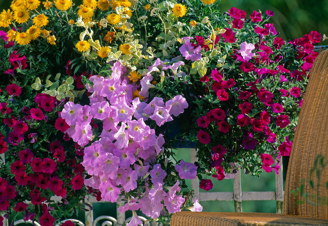 Petunia Surfinia, Petunia 'Million Bells'