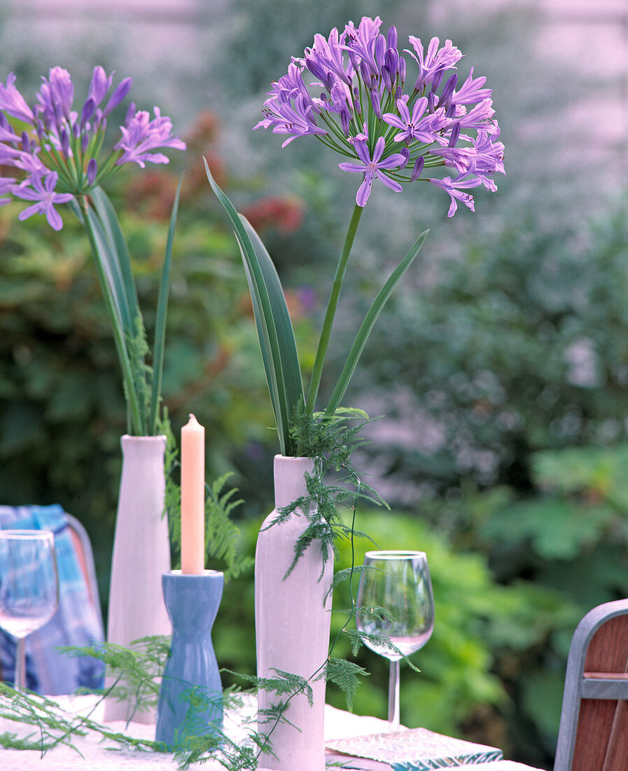 Agapanthus campanulatus (Jewellery lily)