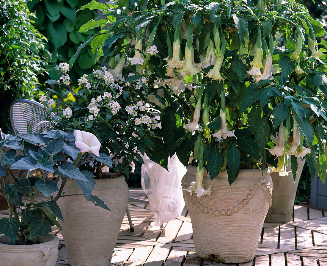 White potted plants with Datura suaveolens (angel trumpet)